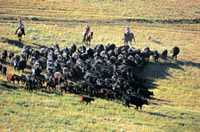 USA-Montana-Voldseth Working Ranch